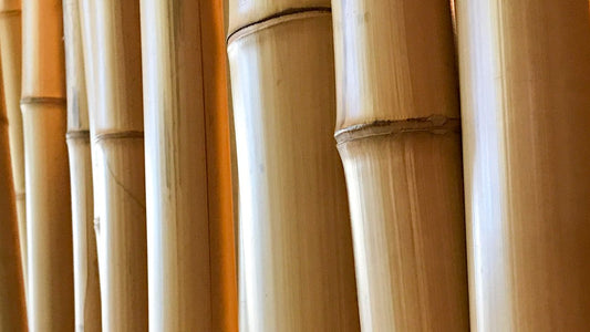Bamboo benefits